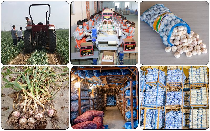 Garlic factory mixed 1